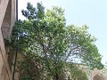 IMG 0460