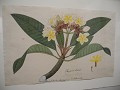 Mijn favoriet: de frangipani
