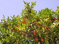 Appelsientjes uit Spanje
