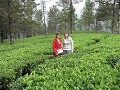 Nuwara Eliya