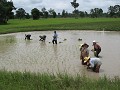 Rijstveld oost-thailand