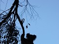 Koala in de boom vlakbij onze kampplek!