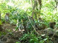 Battambang36