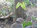 Battambang37
