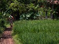 cianjur1-30