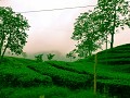 bandung-19