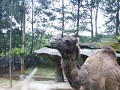 taman safari-3