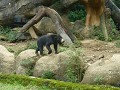 taman safari-36