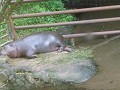 taman safari-40