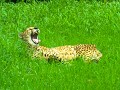 taman safari-50