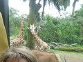 taman safari-43