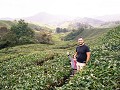 cameron highlands-52