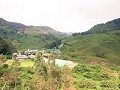 cameron highlands-57