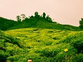 cameron highlands-53