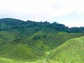 cameron highlands-3