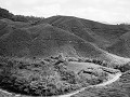 cameron highlands -13