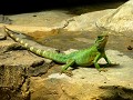 langkawi-10