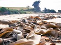 natuur-7