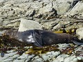 kaikoura pana-20