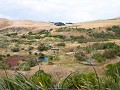 otago peninsula-18
