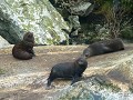 milford sound pana-10