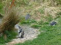 otago peninsula pana-13