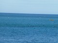 kaikoura pana-2