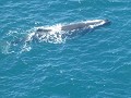 kaikoura pana-10