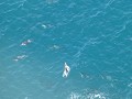 kaikoura pana-11