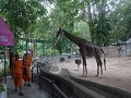 ook de jonge monniken gaan op zondag naar de zoo..