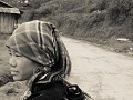Sapa61