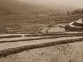 Sapa119