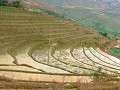 Sapa119
