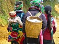 Sapa81