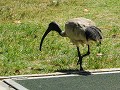 Magnetic Island, ibis