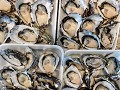 Kleine oesters