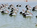 De echte pelikanen