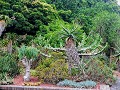 Sydney, botanische tuin m succulenten, vetplanten