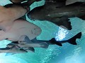 Manly Sea Life Sanctuary, roggen en haaien