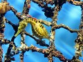 Manly Sea Life Sanctuary, zeepaardje