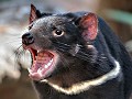 Sydney, Taronga Zoo, Tasmaanse duivel (internet)
