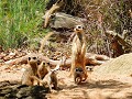Sydney, Taronga Zoo, stokstaartje, Kalahari zuidel