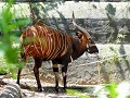 Sydneyy, Taronga Zoo,bongo, Afrikaanse antilope