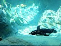 Sydney, Taronga Zoo, pinguin