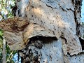 Lichfield, ontvellende bomen