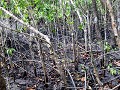 Cape Tribulation, wandeling door mangroves