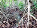 Cape Tribulation, wandeling door mangroves
