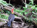 Mossman Gorge, soort kalkoen, onze Belgische driek