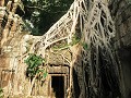 Cambodja, Siem Reap, Ta Prohm, (Tomb Raider)