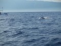 Dolfijnen bewonderen